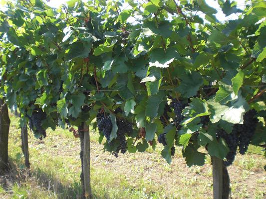 Weintrauben Blaufränkisch weiß gekeltert